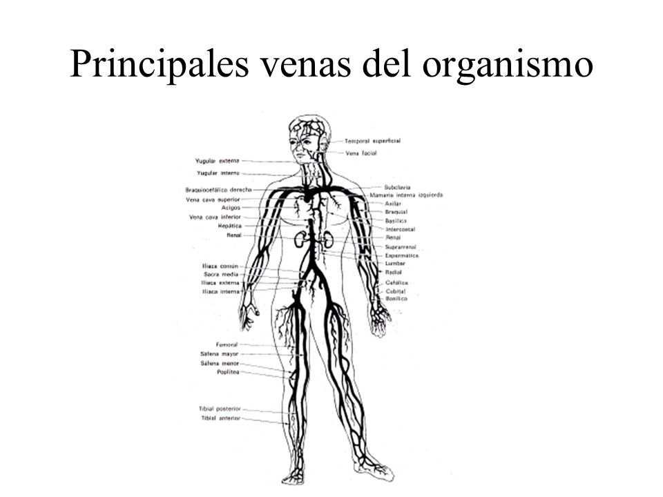 principales+venas+del+cuerpo